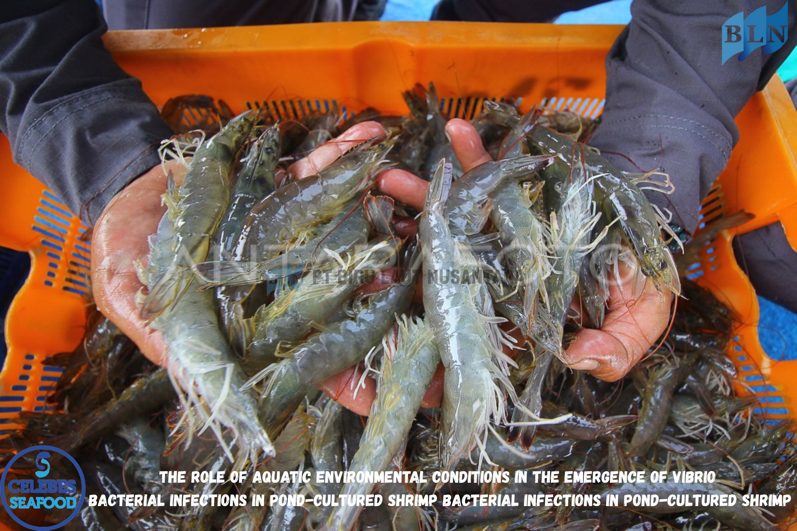 The Role of Aquatic Environmental Conditions in the Emergence of Vibrio Bacterial Infections in Pond-Cultured Shrimp